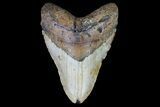 Large, Fossil Megalodon Tooth - North Carolina #75538-1